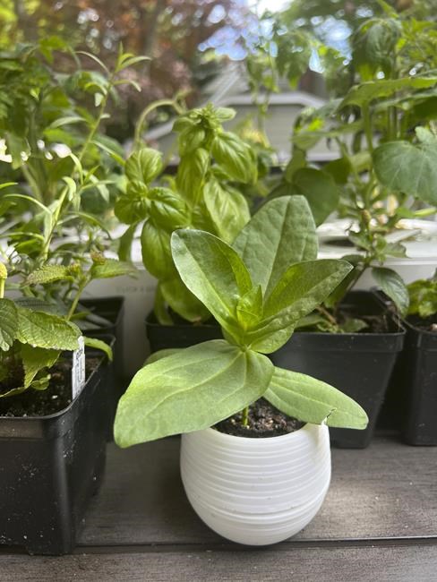 Don't stress your plants when transferring them from indoors to an outdoor garden | iNFOnews.ca