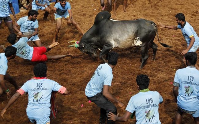 India’s top court allows bull-taming sport to continue despite criticism from animal rights groups | iNFOnews.ca