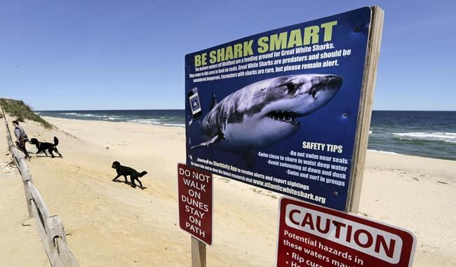 Recent shark attacks are worrying beach-goers, yet experts say they're very rare | iNFOnews.ca Recent shark attacks are worrying beach-goers, yet experts say they're very rare | iNFOnews.ca