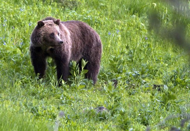 Environmental groups prevail on limit to grizzly bear deaths in Wyoming cattle grazing area | iNFOnews.ca Environmental groups prevail on limit to grizzly bear deaths in Wyoming cattle grazing area | iNFOnews.ca