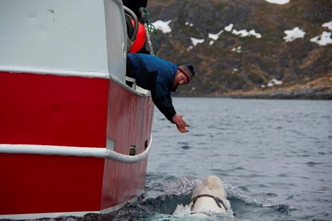 Norway says Beluga whale with apparent Russian-made harness swims south to Sweden | iNFOnews.ca Norway says Beluga whale with apparent Russian-made harness swims south to Sweden | iNFOnews.ca