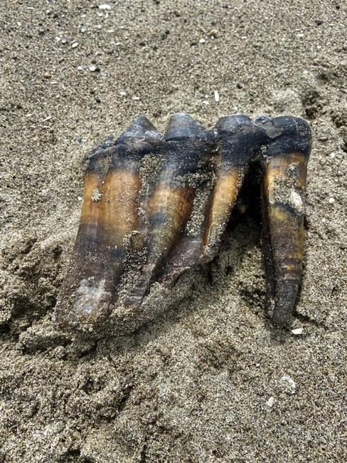 Woman walking on California beach finds ancient mastodon tooth | iNFOnews.ca