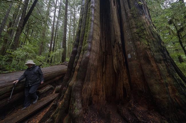 B.C. extends deferral of old-growth logging in Vancouver Island's Fairy Creek | iNFOnews.ca
