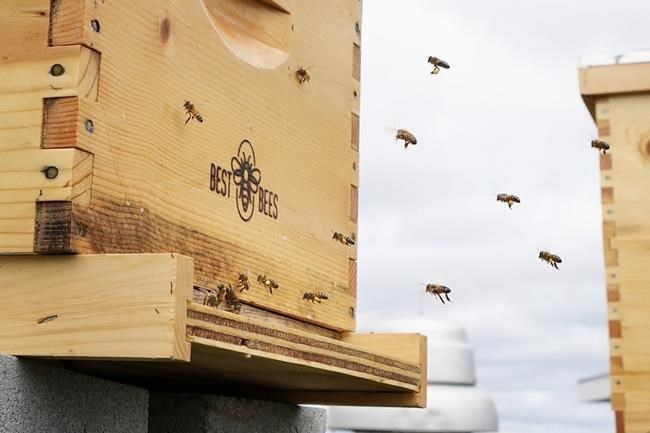 Honeybee health blooms at federal facilities across the country | iNFOnews.ca