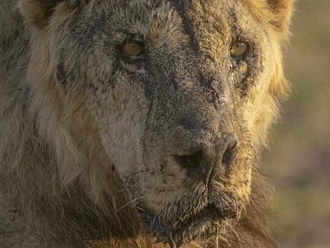 In Kenya, lions are speared to death as human-wildlife conflict worsens amid drought | iNFOnews.ca In Kenya, lions are speared to death as human-wildlife conflict worsens amid drought | iNFOnews.ca
