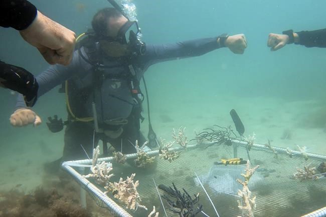 To restore reefs dying in warming seas, UAE turns to coral nurseries | iNFOnews.ca