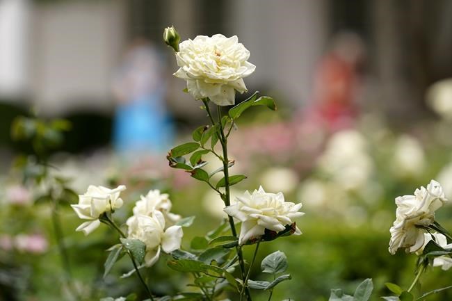 Your garden doesn't like the wildfires, either. Here's how to help plants handle smoke and ash | iNFOnews.ca