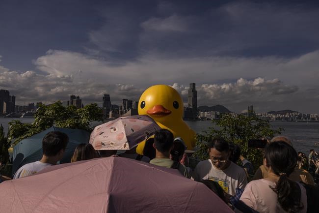 One of the 2 giant ducks in Hong Kong's Victoria Harbor deflates | iNFOnews.ca