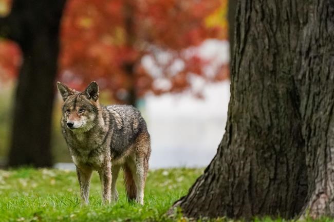 Woman gardening in Prince George, B.C., is bitten by coyote | iNFOnews.ca