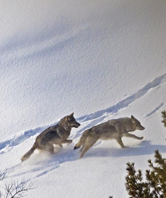 Wolves that nearly died out from inbreeding recovered, now helping a remote island’s ecosystem | iNFOnews.ca Wolves that nearly died out from inbreeding recovered, now helping a remote island’s ecosystem | iNFOnews.ca