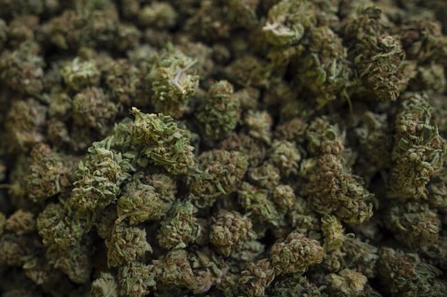 Indigenous kept from economic opportunities from pot legalization: Senate committee | iNFOnews.ca