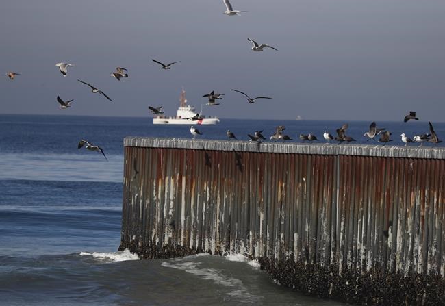 El Niño, not avian flu, caused the deaths of hundreds of birds in Mexico, government says | iNFOnews.ca