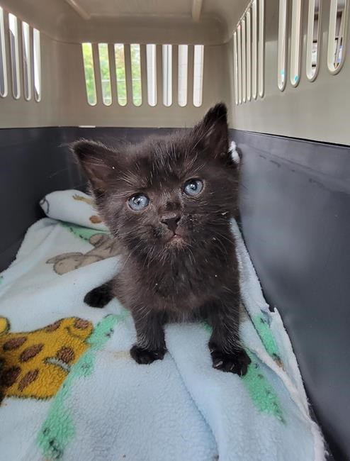Kitten stuck under floor of Surrey, B.C., home for 4 days is cut free by firefighters | iNFOnews.ca Kitten stuck under floor of Surrey, B.C., home for 4 days is cut free by firefighters | iNFOnews.ca