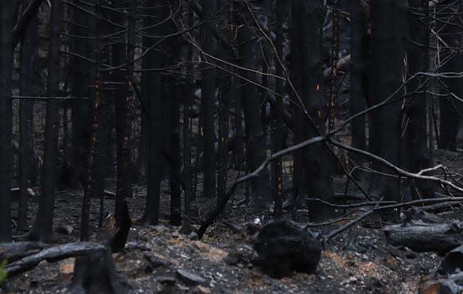 One in four Canadians say they have been affected by wildfires this year: poll | iNFOnews.ca