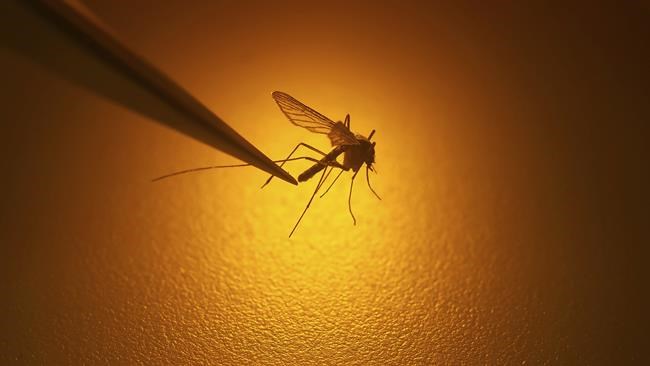 Climate change leads to growing risk of mosquito-borne viral diseases, EU agency says | iNFOnews.ca Climate change leads to growing risk of mosquito-borne viral diseases, EU agency says | iNFOnews.ca
