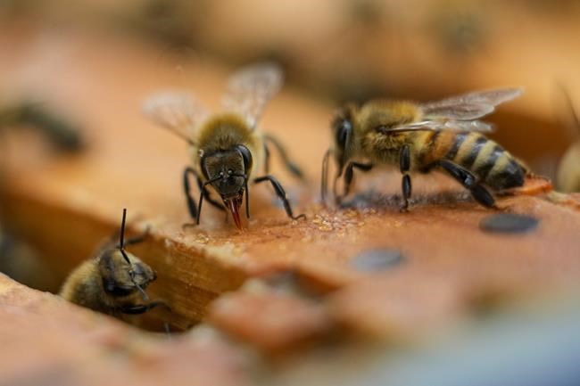 Nearly half of US honeybee colonies died last year. Struggling beekeepers stabilize population | iNFOnews.ca