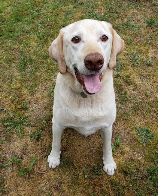'Hugo is fine': RCMP say Richmond, B.C., resident harassed over false cruelty claim | iNFOnews.ca