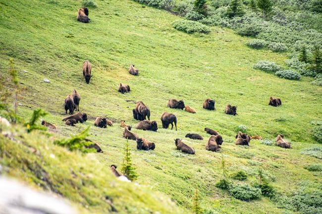 Parks Canada says bison herd to remain the backcountry of Banff National Park | iNFOnews.ca