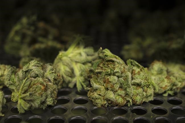 Cannabis company TerrAscend to list on TSX under TSND ticker in early July | iNFOnews.ca