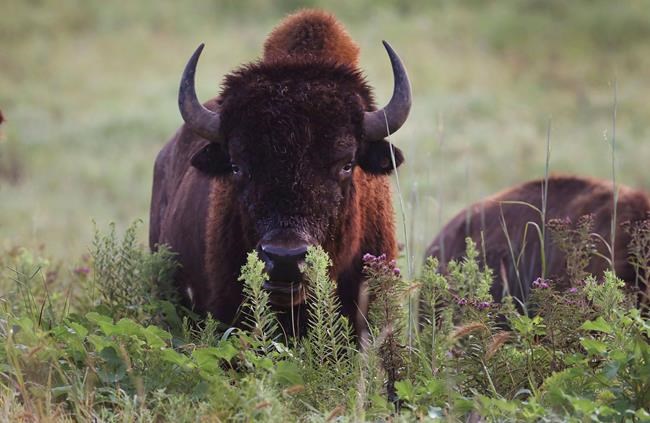 N.W.T. reports suspected anthrax outbreak in Slave River Lowlands bison | iNFOnews.ca