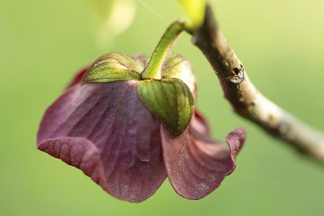 The unsung pawpaw is a delicious, low-maintenance, native N. American fruit tree | iNFOnews.ca The unsung pawpaw is a delicious, low-maintenance, native N. American fruit tree | iNFOnews.ca