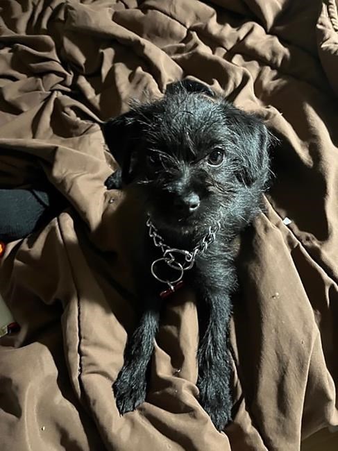 RCMP search for puppy, Lil Bit, stolen in alleged home invasion in Surrey, B.C. | iNFOnews.ca RCMP search for puppy, Lil Bit, stolen in alleged home invasion in Surrey, B.C. | iNFOnews.ca