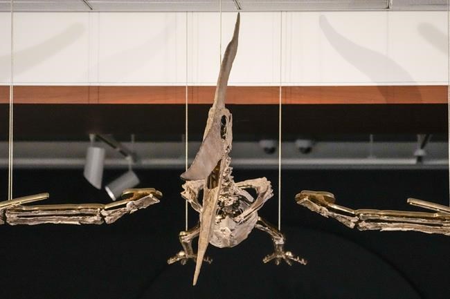 Fossilized skeletons of aerial and aquatic predators to be auctioned by Sotheby's | iNFOnews.ca
