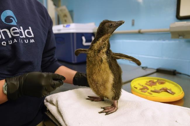 Chicago's Shedd Aquarium welcomes its first rockhopper penguin chick in 8 years | iNFOnews.ca