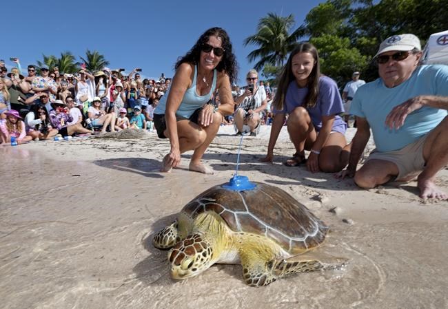 Rehabilitated sea turtle released in Florida Keys to join Tour de Turtles | iNFOnews.ca