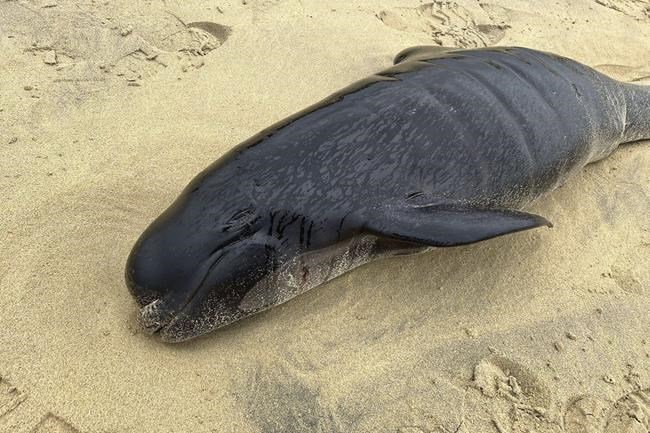 Pod of 55 pilot whales die after being stranded on a beach in Scotland | iNFOnews.ca