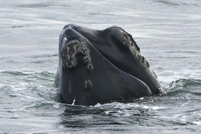 Endangered North Atlantic right whale spotted entangled in Gulf of St. Lawrence | iNFOnews.ca
