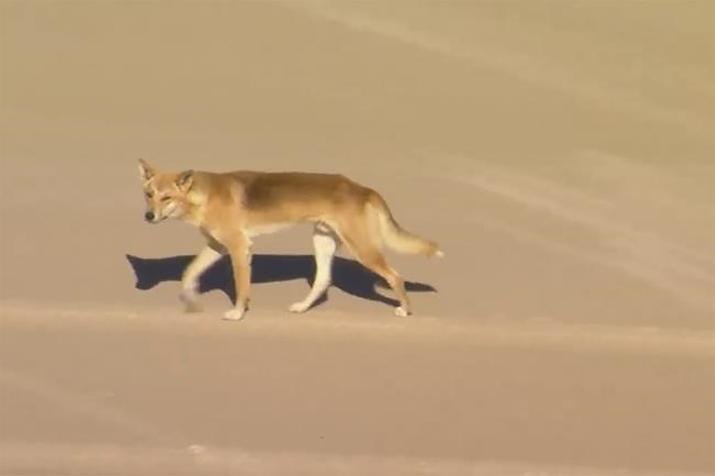 Dingoes attack a woman jogging on Australian island beach and leave her hospitalized | iNFOnews.ca