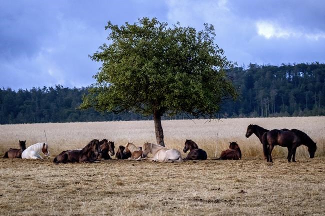 Germans should emulate southern Europeans' siesta during heat waves, public health group says | iNFOnews.ca