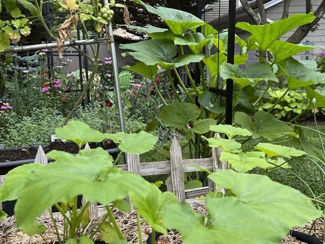 How to extend the growing season in your garden and get multiple veggie harvests | iNFOnews.ca How to extend the growing season in your garden and get multiple veggie harvests | iNFOnews.ca