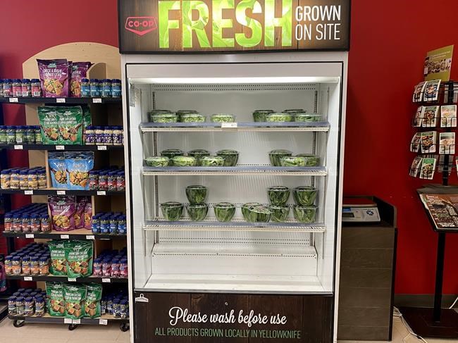 Hydroponic greenhouses becoming more popular in the North, but have limitations | iNFOnews.ca Hydroponic greenhouses becoming more popular in the North, but have limitations | iNFOnews.ca