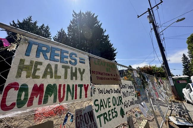 Seattle climate activists roost in old cedar tree to prevent it from being cut down for new housing | iNFOnews.ca Seattle climate activists roost in old cedar tree to prevent it from being cut down for new housing | iNFOnews.ca