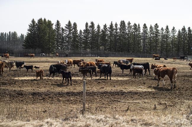 Crop farmers asked to help their ranching neighbours as Prairie drought continues | iNFOnews.ca