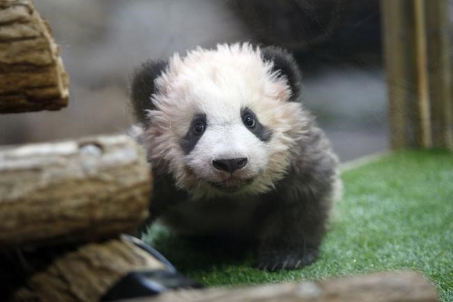 First panda born in France says goodbye and heads to China | iNFOnews.ca