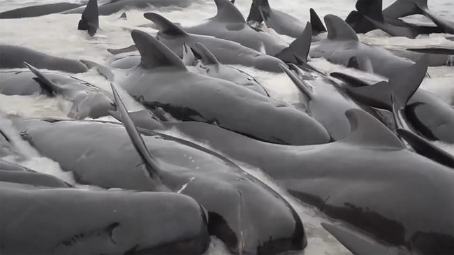 Last of nearly 100 pilot whales that beached on Australia's coast are euthanized after rescue fails | iNFOnews.ca Last of nearly 100 pilot whales that beached on Australia's coast are euthanized after rescue fails | iNFOnews.ca