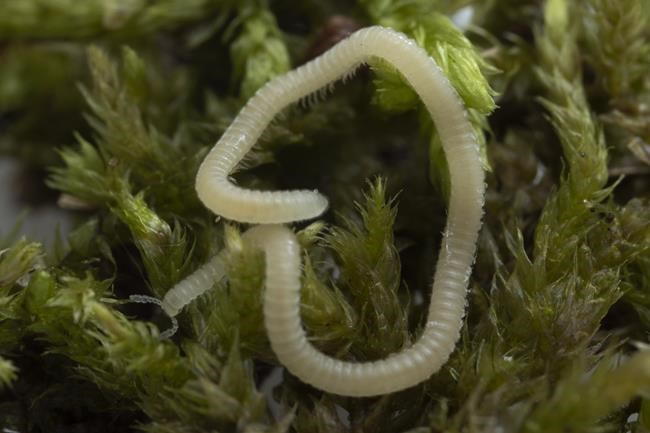A new millipede species is crawling under LA. It's blind, glassy and has 486 legs | iNFOnews.ca