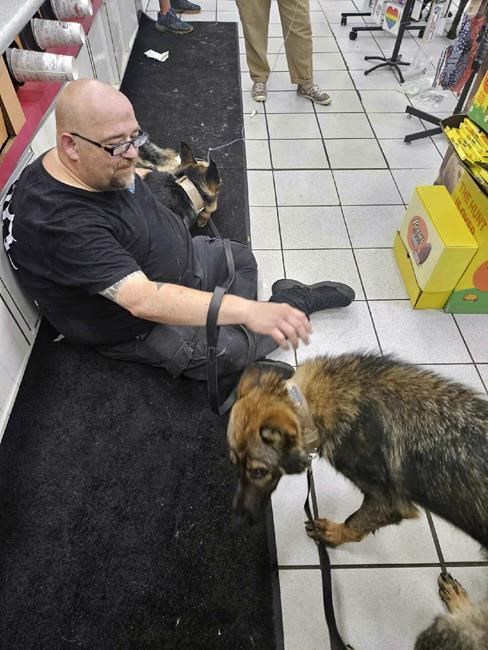 8 dogs died from extreme heat in the Midwest during unairconditioned drive | iNFOnews.ca 8 dogs died from extreme heat in the Midwest during unairconditioned drive | iNFOnews.ca