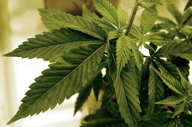 Red Lake Nation in northwestern Minnesota plans to roll out mobile cannabis dispensary | iNFOnews.ca Red Lake Nation in northwestern Minnesota plans to roll out mobile cannabis dispensary | iNFOnews.ca