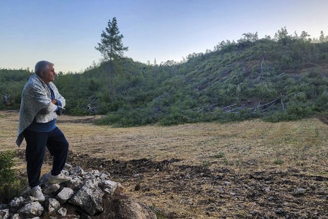 Locals vow to keep fighting to save a forest in southwest Turkey after the chainsaws finish work | iNFOnews.ca