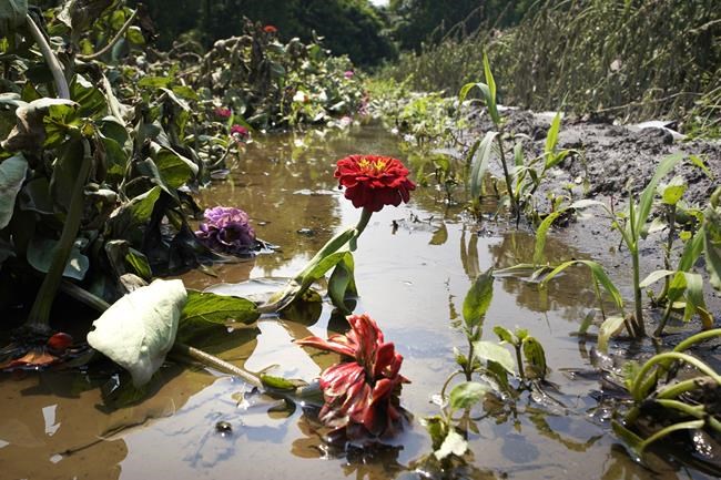 Where flooding has become more frequent, here's how gardeners can respond | iNFOnews.ca Where flooding has become more frequent, here's how gardeners can respond | iNFOnews.ca