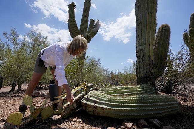The extreme heat in Phoenix is withering some of its famed saguaro cactuses, with no end in sight | iNFOnews.ca