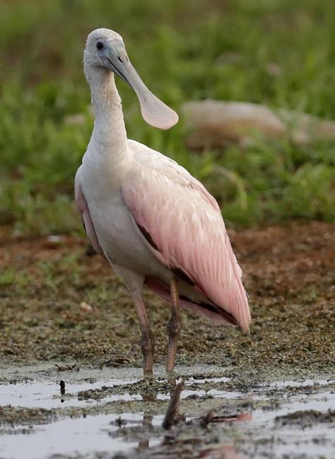 Birders flock to Green Bay to catch glimpse of Gulf Coast shorebird last seen in Wisconsin in 1845 | iNFOnews.ca