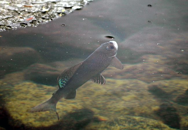US judge blocks water pipeline in Montana that was meant to boost rare fish | iNFOnews.ca