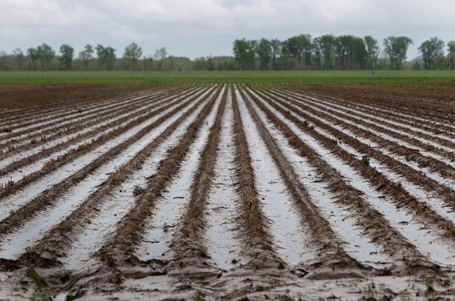 Quebec farmers seek help from government as crops devastated by heavy rains | iNFOnews.ca