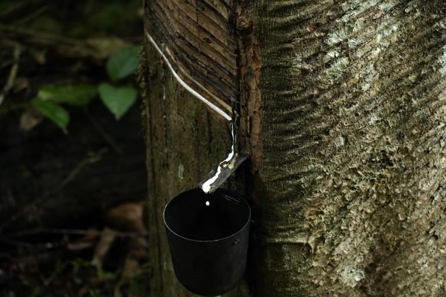 Governments are gathering to talk about the Amazon rainforest. Why is it so important to protect? | iNFOnews.ca