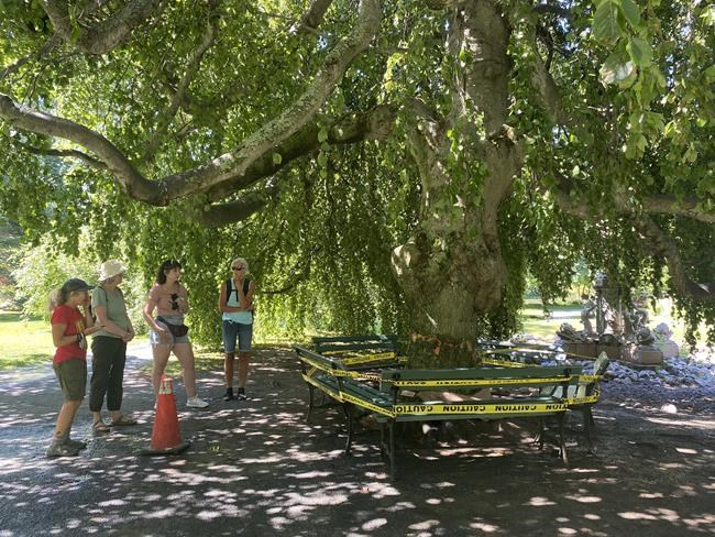 'It came back to life.' Trees scarred by vandals recovering in historic Halifax park | iNFOnews.ca 'It came back to life.' Trees scarred by vandals recovering in historic Halifax park | iNFOnews.ca